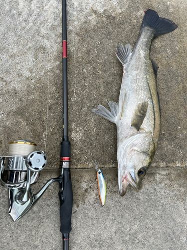 シーバスの釣果