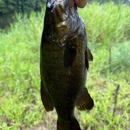 スモールマウスバス