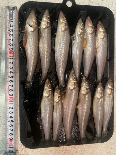 キスの釣果