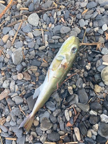 シロサバフグの釣果