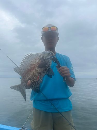 イシガキイシダイの釣果