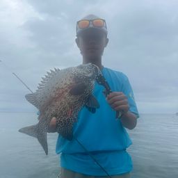 イシガキイシダイ