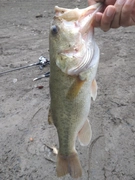 ラージマウスバスの釣果