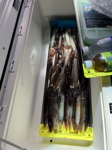 スルメイカの釣果