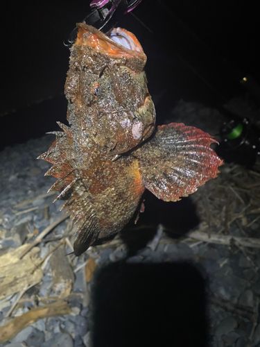 オニオコゼの釣果