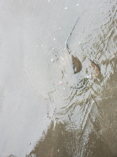 アカエイの釣果