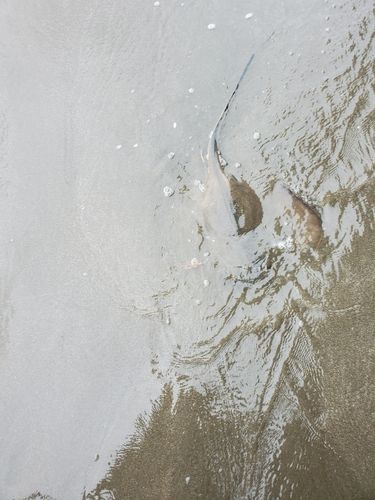 アカエイの釣果
