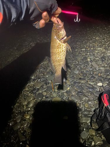 オオモンハタの釣果