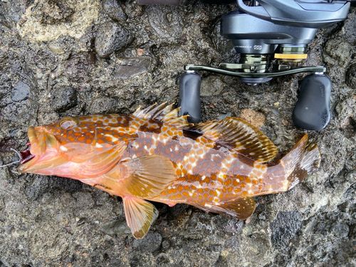 キジハタの釣果