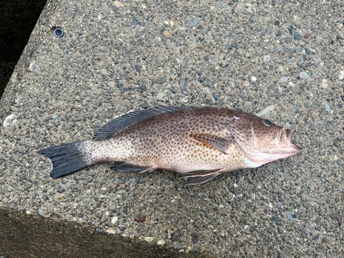 オオモンハタの釣果