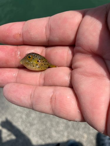 ハコフグの釣果