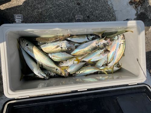 マアジの釣果
