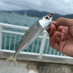サバ