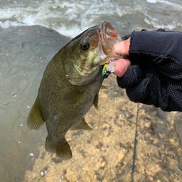 スモールマウスバス