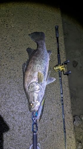 アカメの釣果