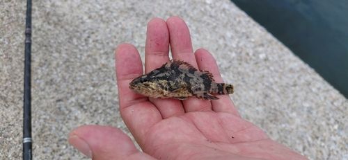 ベッコウゾイの釣果
