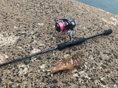 キジハタの釣果