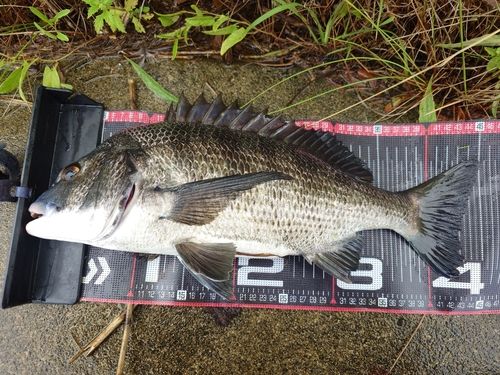 クロダイの釣果