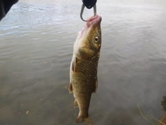 ニゴイの釣果