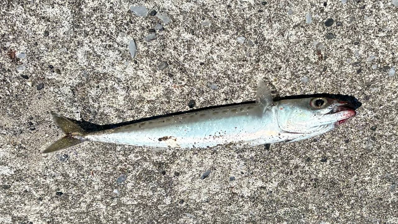 サバ