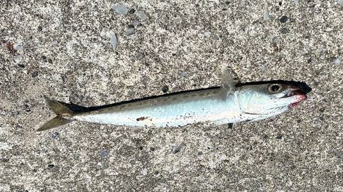 サバの釣果