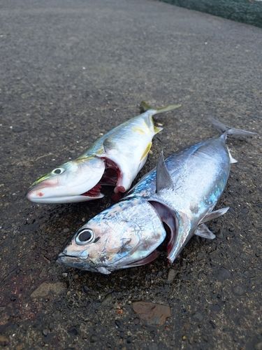 カツオの釣果