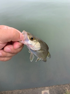 スズキの釣果