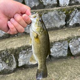 スモールマウスバス