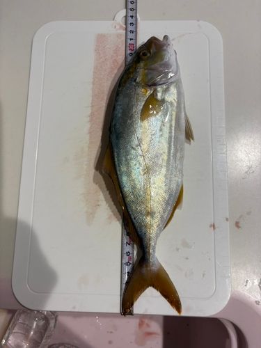 ヒラソウダの釣果
