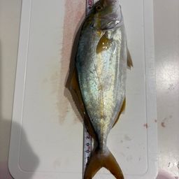 ヒラソウダ