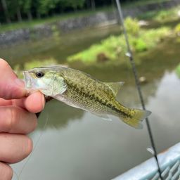 スモールマウスバス