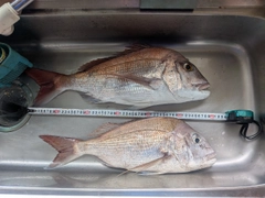 マダイの釣果