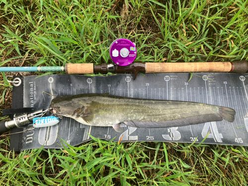 ナマズの釣果