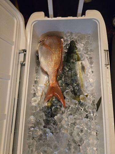 ブリの釣果
