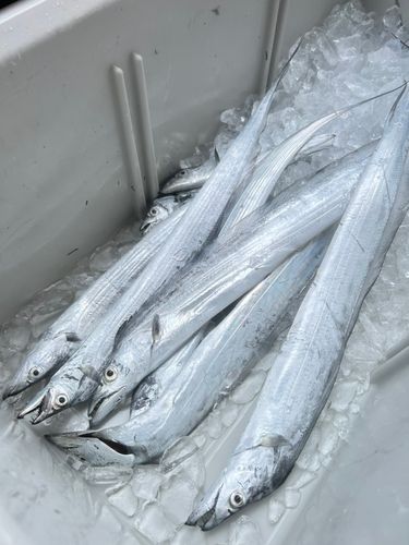 タチウオの釣果