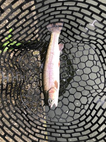 ニジマスの釣果