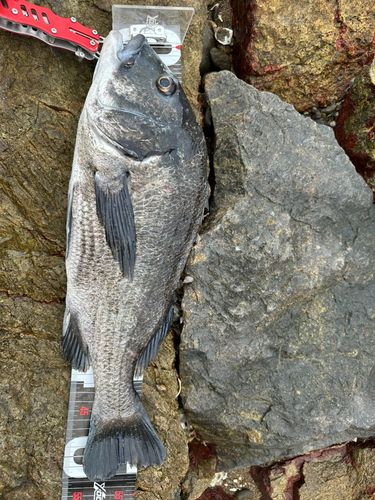 チヌの釣果