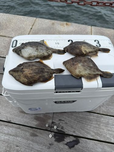 カワハギの釣果