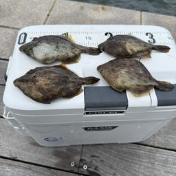 カワハギ
