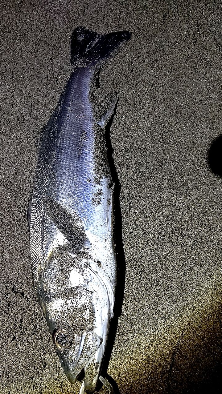 マゴチ