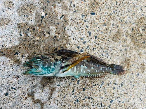 アナハゼの釣果