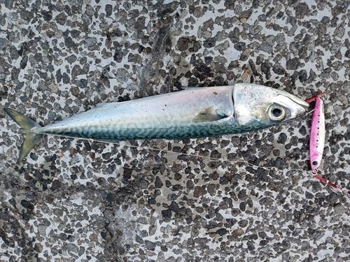 サバの釣果