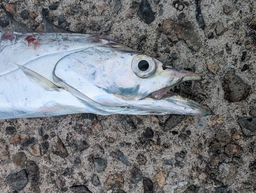 タチウオの釣果