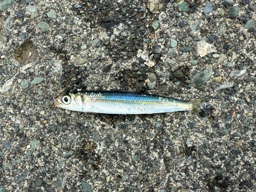 ウルメイワシの釣果