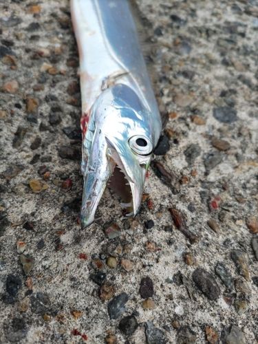 タチウオの釣果