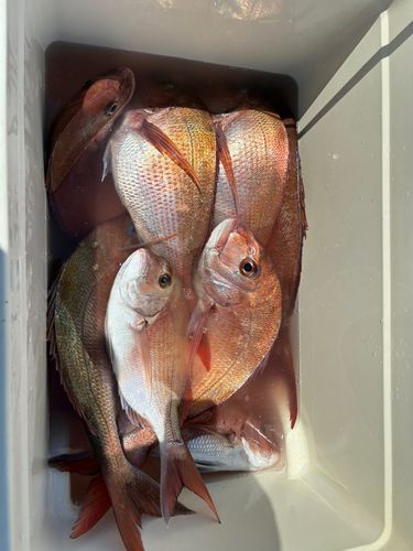 マダイの釣果