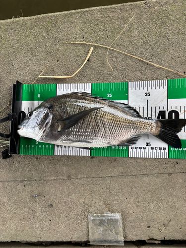 クロダイの釣果