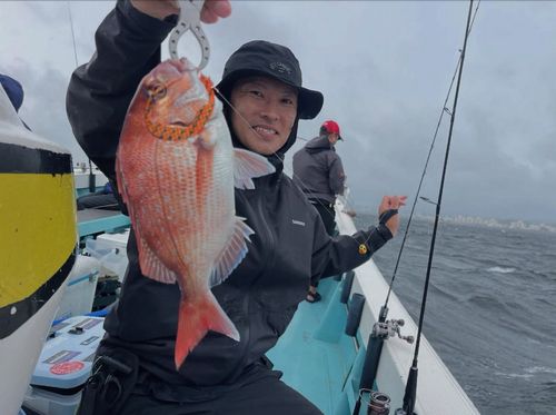 マダイの釣果