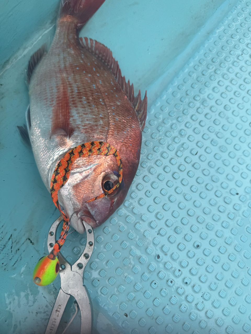 k1mrwoooonderさんの釣果 2枚目の画像