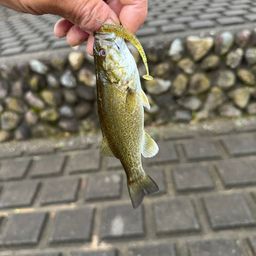 スモールマウスバス